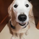 @royy_thornhill - Instagram