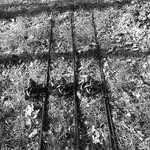 roytimmermans - @roytimmermans.carpfishing - Instagram