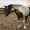 Volg mij ik ben een tinker - @roya.de.tinker - TikTok