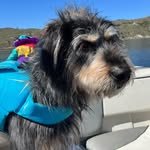 Roy - @roy.to.the.rescue - Instagram