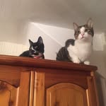 Truman Furbank & Roy Meow - @truman.and.roy - Instagram