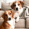 Roy & Tucker - @tuckerandroy - TikTok
