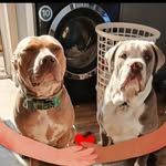 Ashley Roy Watts - @ashlee_roy_bullylove - Instagram