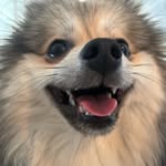 ROY＿ロイ - @roy_wolf.pome - Instagram
