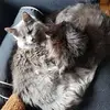 Roy_wolf_ - @roy_wolf_ - TikTok