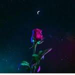 @roya._.arasteh - Instagram