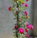 Roya Faizi - Facebook