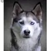 Roya Faizi Ös9a - @roya1664 - TikTok