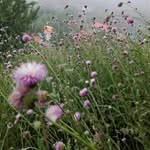 roya sobhani - @roya_sobhani48 - Instagram