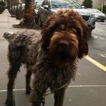 Royal Goodman - @royal.goodman - Instagram