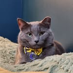 Earl Gray - @royal_earl_gray - Instagram