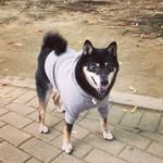 黃家輝輝 - @royalgray - Instagram