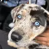 Thegoat484749 - @royal.gray - TikTok