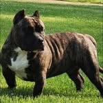 Krystal Hines - @hinesroyalkennels - Instagram
