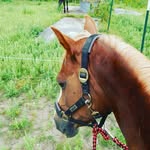 Royal_lotte - @royal_lotte - Instagram