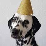 Royal Lotti - @royallotti1 - Instagram