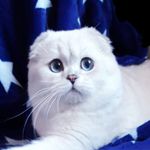 Royal Scotish Fold Cattery - @royal_scottishfoldcattery - Instagram