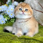 Royal Scottish Fold Cattery - @royal_scottish_fold - Instagram
