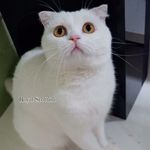 Royal Scottish Fold - @royalscottishfold - Instagram