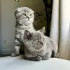 royal.scotts - @royalscotts24 - TikTok