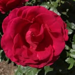 Royce M Carpenter - Facebook