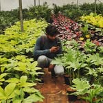 Lakshmi Nursery garden 🌵🪴 - @royce_greenery - Instagram