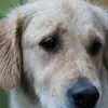 Royce Green - @royce267 - TikTok