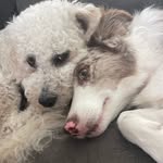 Royce & Hunter 🐾 - @roycedoodle - Instagram