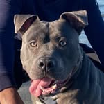 ROYCE B. MASON - @roycethebluebully - Instagram