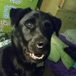 Buddy Royce McDonald - @buddy_the_dog_200 - Instagram