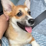 William Royce McDonald - @williamroyce.corgi - Instagram