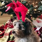Rudder Royce Moore - @its.rudderthepuppy - Instagram