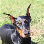 Royce Wilson - @royce.thedobie - Instagram