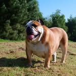 Royston Smith - @royston9350 - Instagram