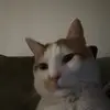 ryan - @ryan.perozzi - TikTok