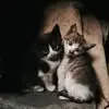 Ruba Khalil - @rubakhalil - TikTok