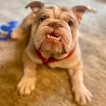 Ruben Bailey - @rubenthebully - Instagram