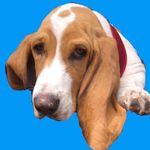 Ruben Bailey - @rubenthebasset - Instagram