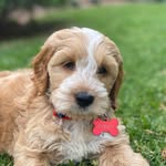 Ruben & Kenny - @rubenandkenny_thespoodle - Instagram