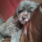 Ruben Shapiro - @rushap1206 - Instagram