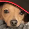 rubentrillo08 - @bluekip - TikTok