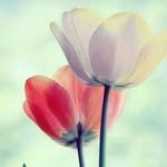 rubinaijaz - @rubinaijaz245 - Instagram