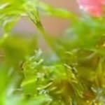 Sana Karim - @rubina.mannan - Instagram