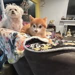Ruby Aguilar - @rubythegroomer - Instagram