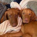 Ross Albertson - @ryder_ruby_albertson - Instagram