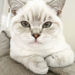 Arthur & Ruby - @catsarthurandruby - Instagram