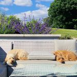 Arthur and ruby 🐶🐾 - @arthur_and_ruby_dooley - Instagram