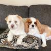 🐶Ruby and Arthur🐶 - @ruby.arthur - TikTok