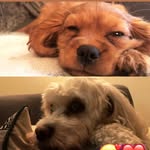 Ruby&Arthur - @rubyanddarthur - Instagram