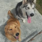 Story Of Arthur and Ruby - @arthur__ruby - Instagram